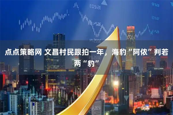 点点策略网 文昌村民跟拍一年，海豹“阿侬”判若两“豹”